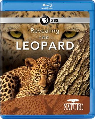 ޱ Revealing the Leopard
