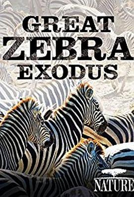 nature great zebra exodus