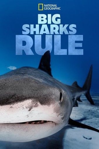 ͳBig Sharks Rule