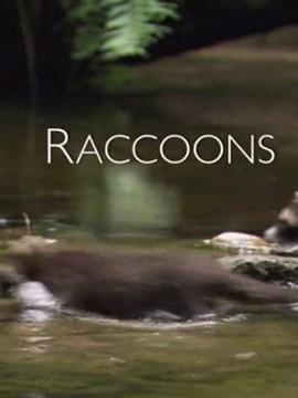  Raccoons