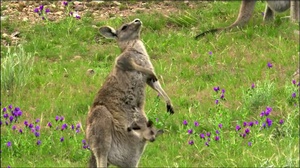  Kangaroo Mob