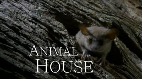 Ȼ磺֮ The Natural World: Animal House