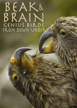 ԣʹùߵ Beak and Brain: Genius Birds from Down Under