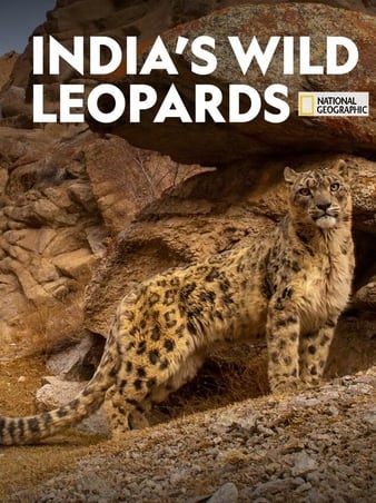 India\'s Wild Leopards