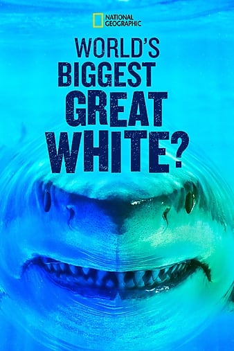 World\'s Biggest Great White Shark