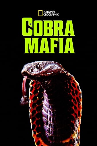 ۾ߺֵ Cobra Mafia