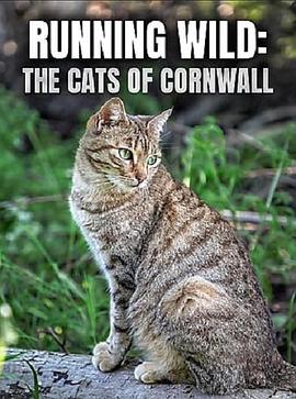 Running Wild: The Cats of Cornwall